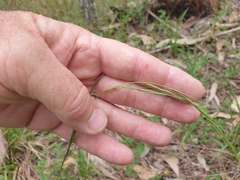 Microlaena stipoides
