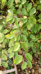 Sphaerulina cornicola