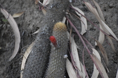 Loxanthocereus acanthurus