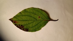 Sphaerulina cornicola