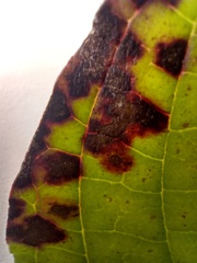 Sphaerulina cornicola