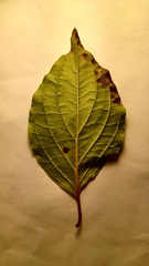 Sphaerulina cornicola