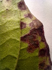 Sphaerulina cornicola