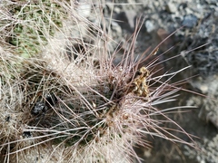 Opuntia polyacantha erinacea