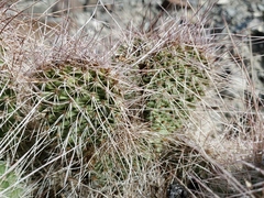 Opuntia polyacantha erinacea