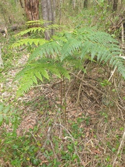 Pteridium esculentum