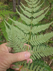 Pteridium esculentum
