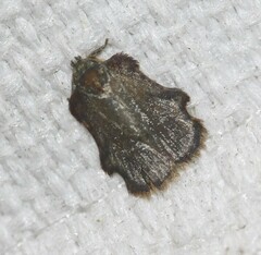 Exeristeboda exeristis