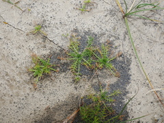 Lepidium didymum