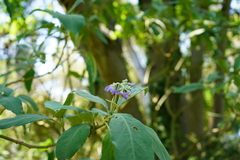 Solanum granulosoleprosum