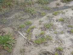Lepidium didymum