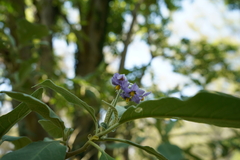 Solanum granulosoleprosum