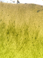 Caulerpa prolifera