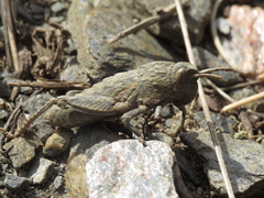 Eumigus monticola