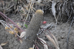 Loxanthocereus acanthurus