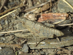 Eumigus monticola