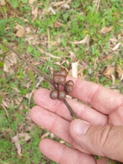 Grewia latifolia