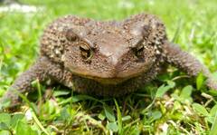 Bufo verrucosissimus