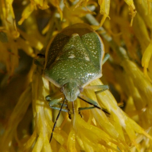 Uhler's Stink Bug photo 2