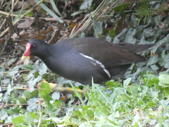 Gallinula chloropus