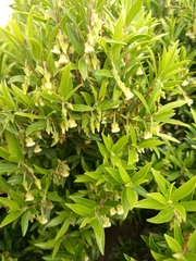 Diospyros glabra