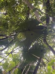 Livistona chinensis