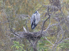 Ardea cinerea