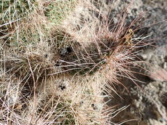 Opuntia polyacantha erinacea