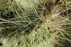 Opuntia polyacantha erinacea