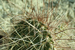 Opuntia polyacantha erinacea