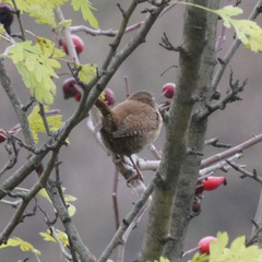 Troglodytes troglodytes