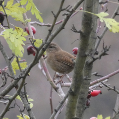Troglodytes troglodytes
