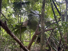 Livistona chinensis