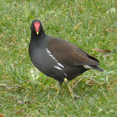 Gallinula chloropus