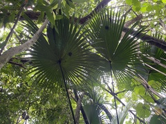 Livistona chinensis