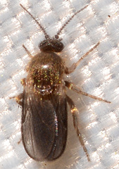 Forcipomyia glauca