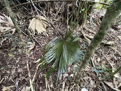 Livistona chinensis