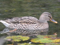 Anas platyrhynchos
