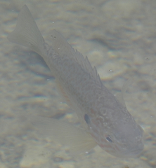 Lepomis gibbosus