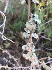 Malacothamnus marrubioides