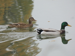 Anas platyrhynchos