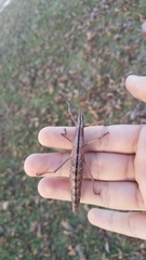 Anisomorpha buprestoides