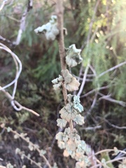 Malacothamnus marrubioides