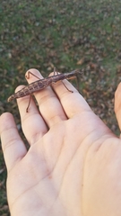 Anisomorpha buprestoides