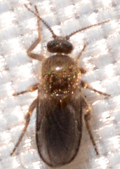 Forcipomyia glauca