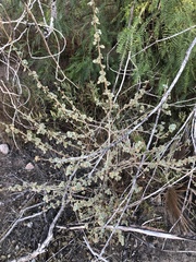 Malacothamnus marrubioides