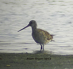 Limosa lapponica