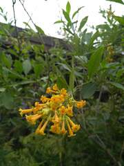 Cestrum lorentzianum