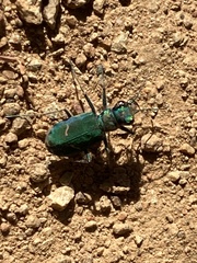 Cicindela purpurea