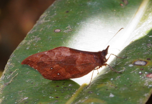 Apexacuta astoreth